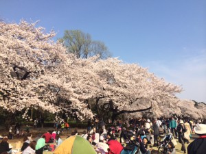 hanami