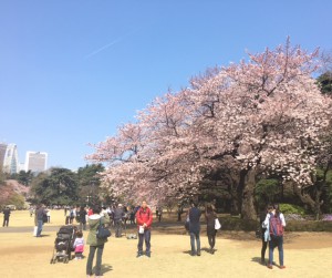 sakura